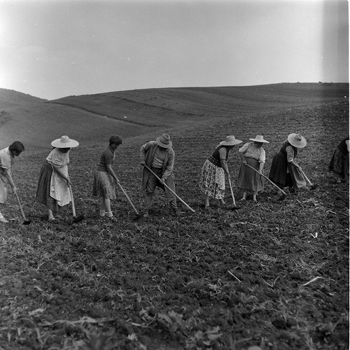 minerva_1988_agrar_c7r5_001