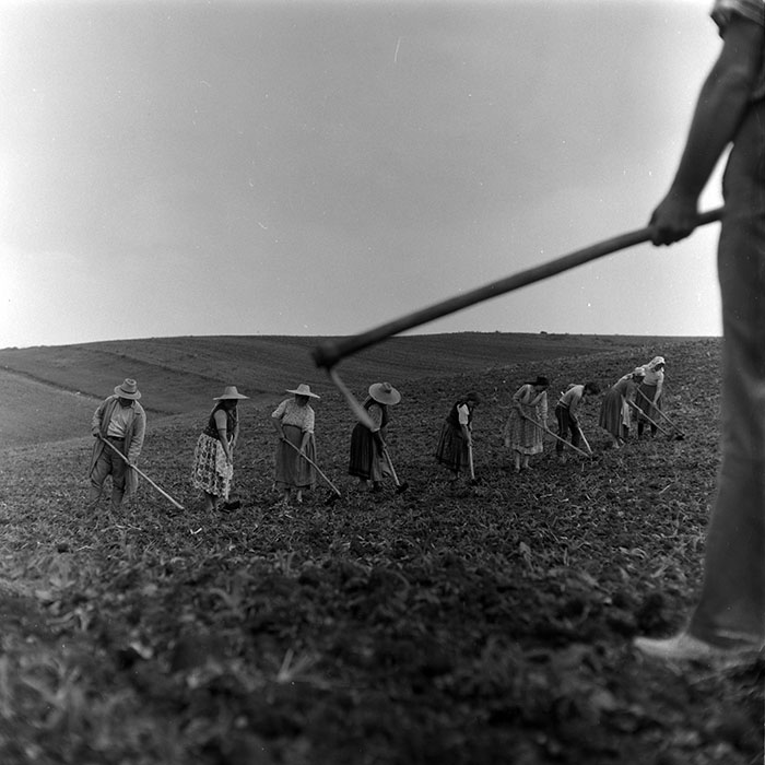 minerva_1988_agrar_c7r5_003