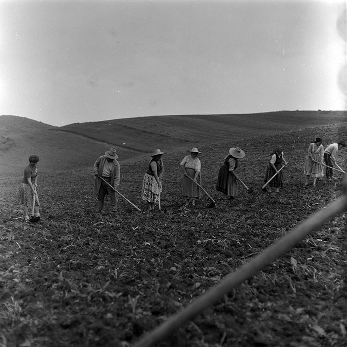 minerva_1988_agrar_c7r5_004