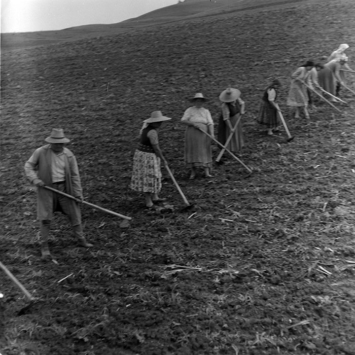 minerva_1988_agrar_c7r5_006