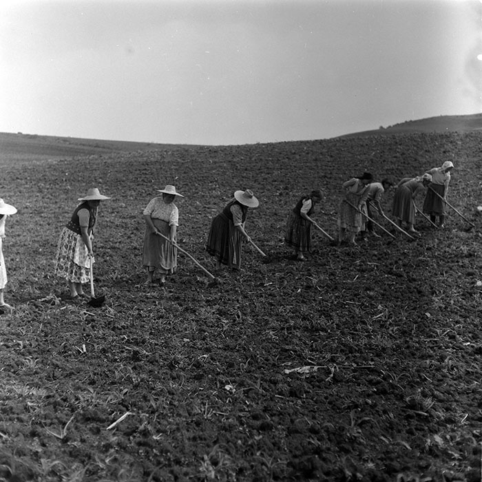 minerva_1988_agrar_c7r5_007