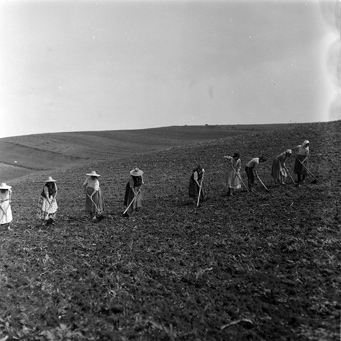 minerva_1988_agrar_c7r5_008