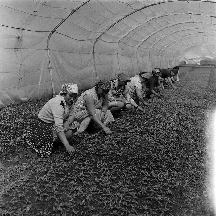 minerva_1988_agrar_c7r5_014