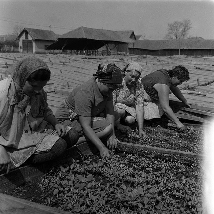 minerva_1988_agrar_c7r5_015