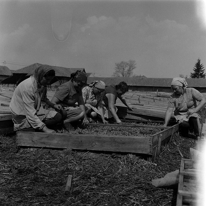 minerva_1988_agrar_c7r5_016