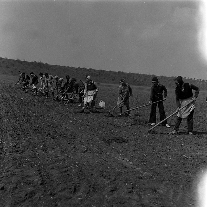 minerva_1988_agrar_c7r5_017