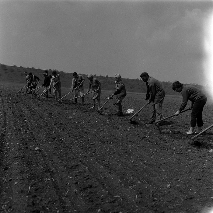 minerva_1988_agrar_c7r5_018