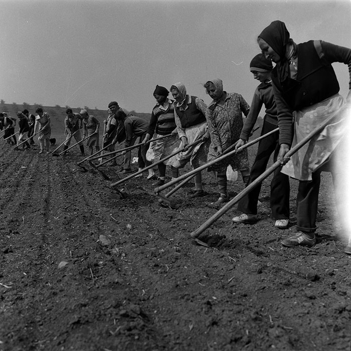 minerva_1988_agrar_c7r5_019