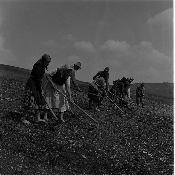 minerva_1988_agrar_c8r1_010