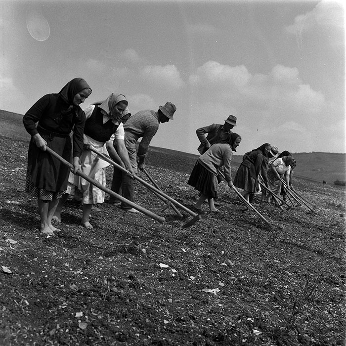 minerva_1988_agrar_c8r1_011