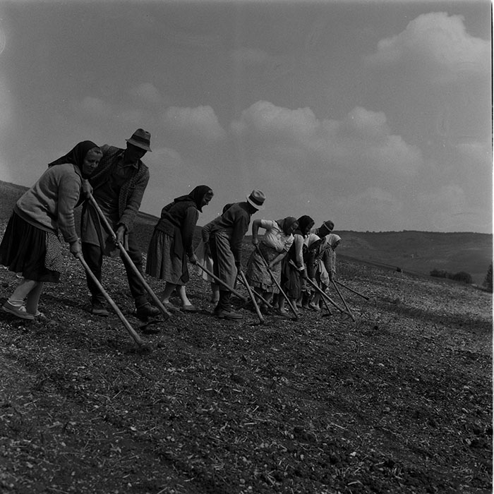 minerva_1988_agrar_c8r1_012