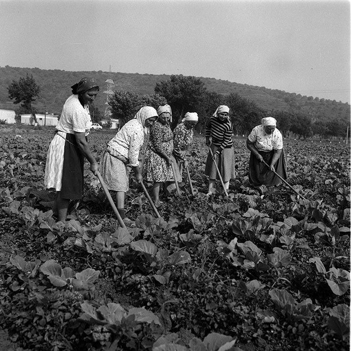 minerva_1988_agrar_c8r2_006