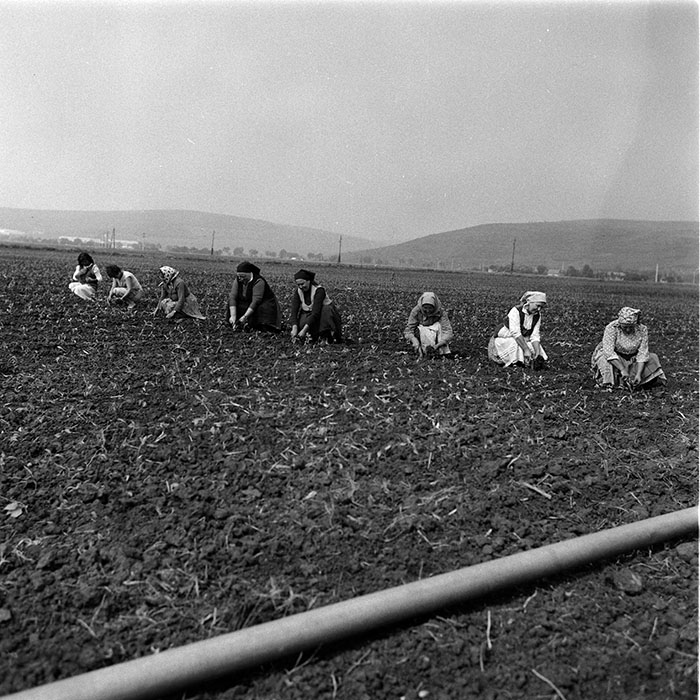 minerva_1988_agrar_c8r2_010