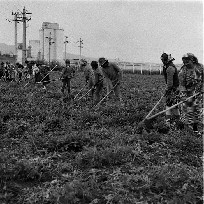 minerva_1988_agrar_c8r2_011