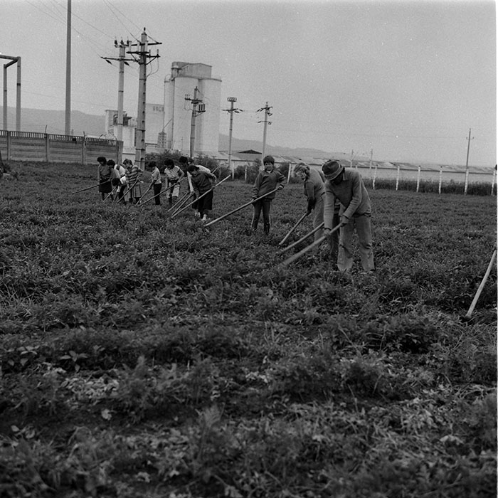 minerva_1988_agrar_c8r2_012