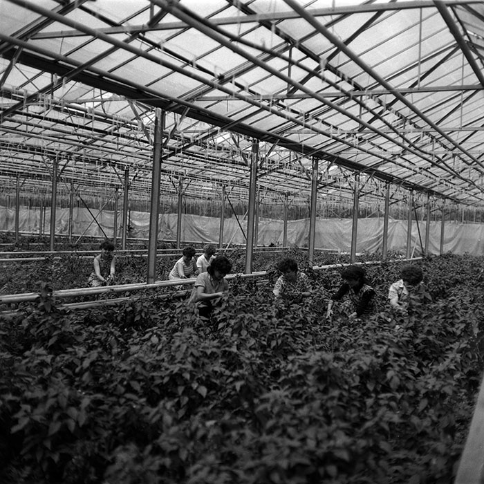 minerva_1988_agrar_c8r3_003