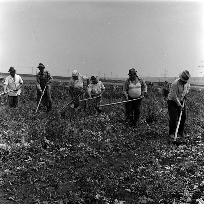 minerva_1988_agrar_c8r5_001