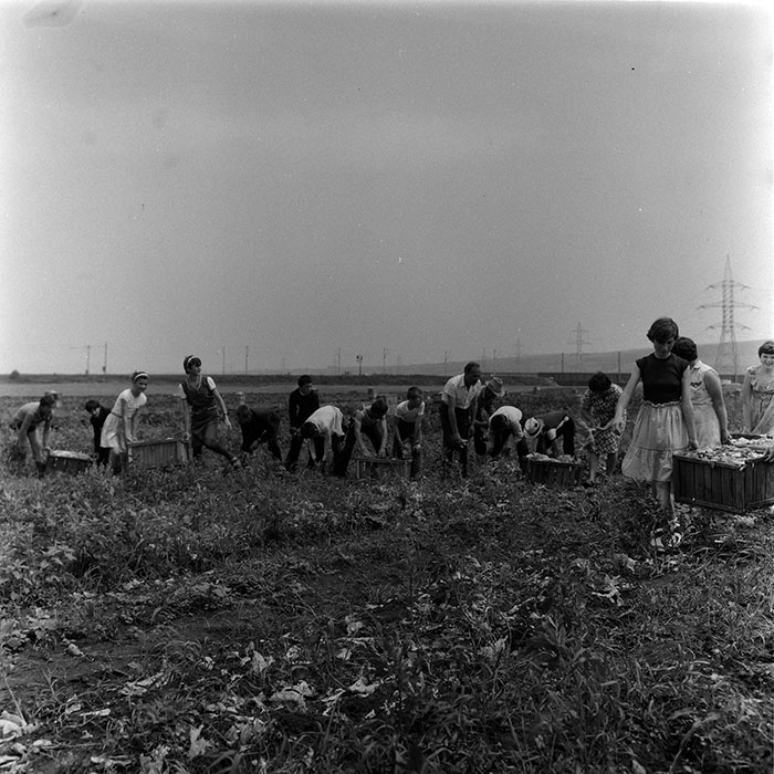 minerva_1988_agrar_c8r5_004