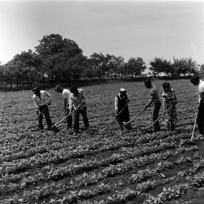 minerva_1988_agrar_c8r5_007