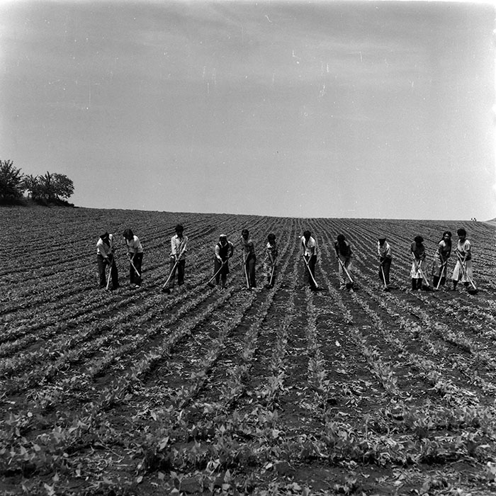 minerva_1988_agrar_c8r5_009