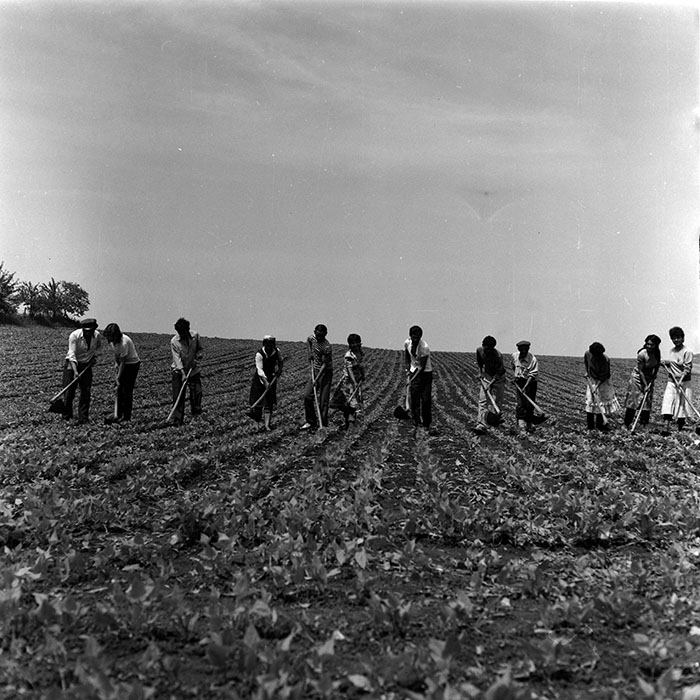 minerva_1988_agrar_c8r5_010