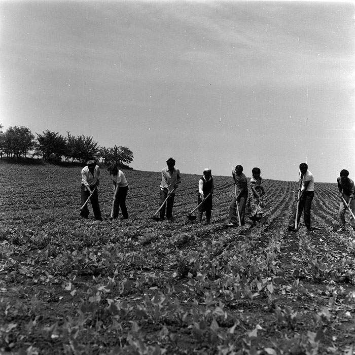 minerva_1988_agrar_c8r5_011