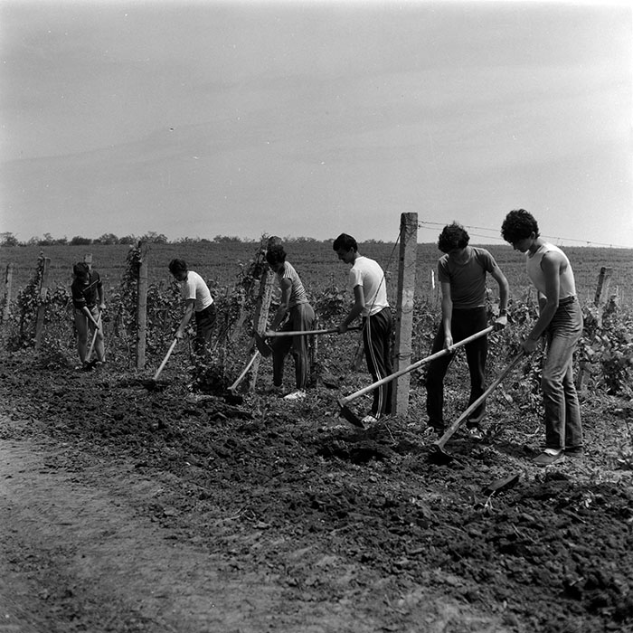 minerva_1988_agrar_c8r5_012