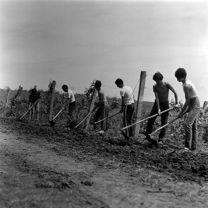 minerva_1988_agrar_c8r5_013