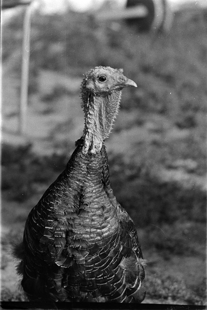 minerva_1988_industrie_c5r12_006