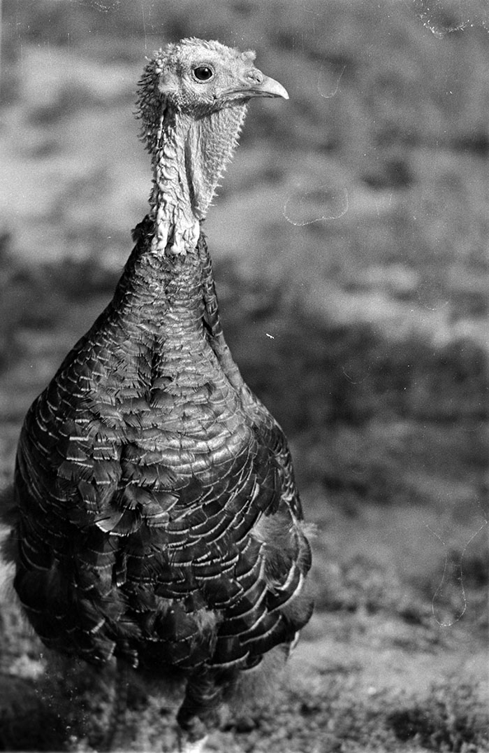 minerva_1988_industrie_c5r12_007