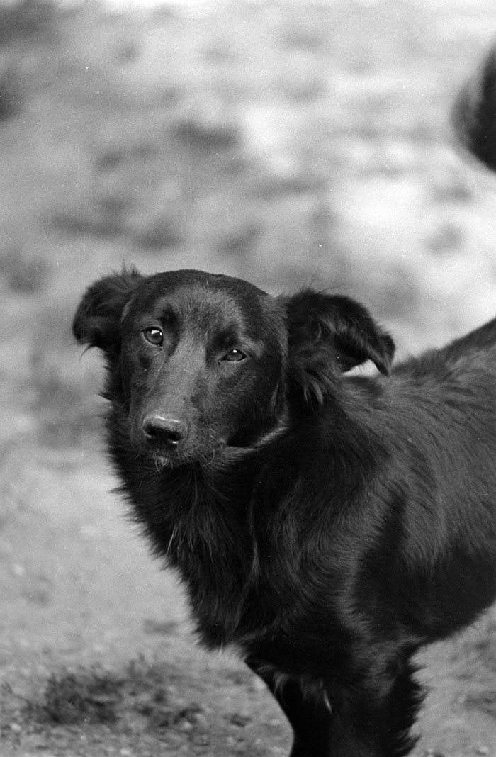 minerva_1988_industrie_c5r12_008