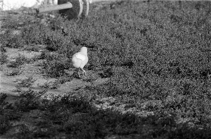 minerva_1988_industrie_c5r12_010