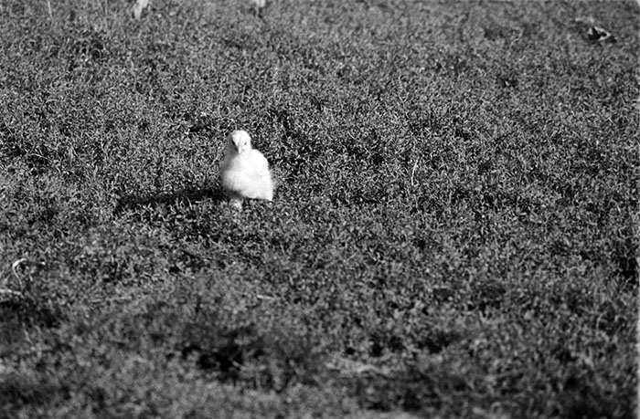 minerva_1988_industrie_c5r12_011