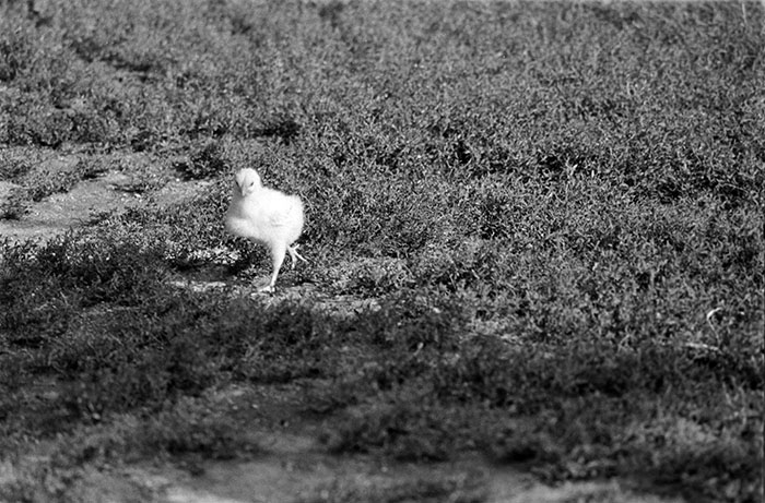 minerva_1988_industrie_c5r12_012