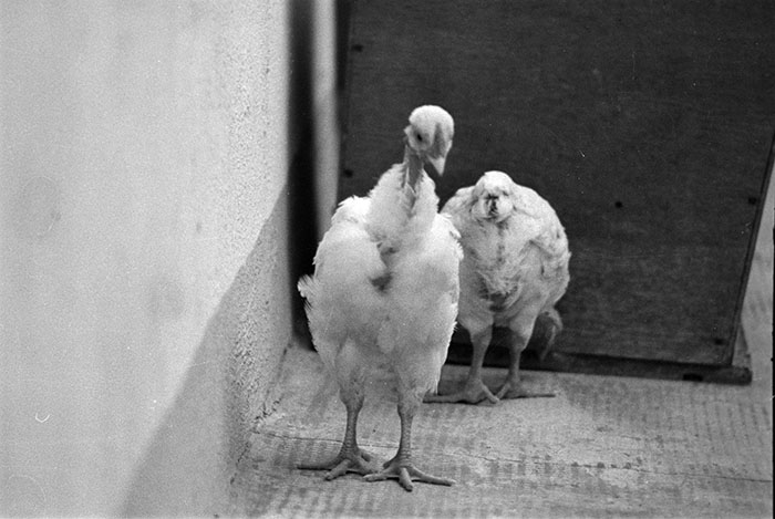 minerva_1988_industrie_c5r12_013