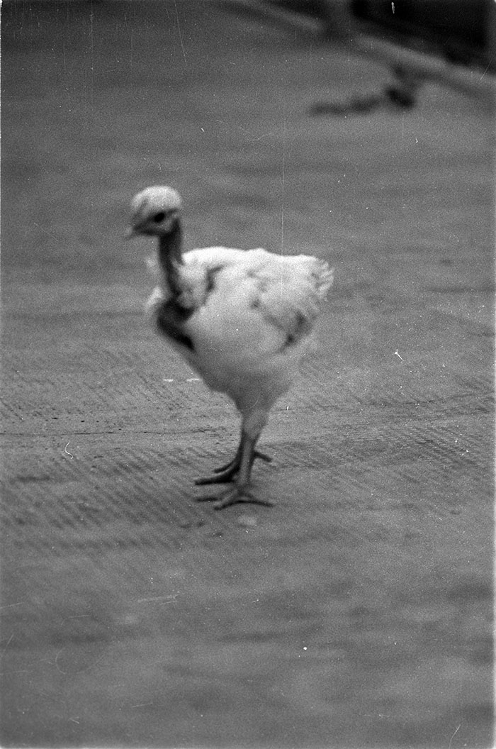 minerva_1988_industrie_c5r12_014