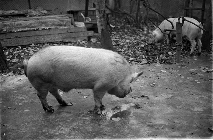 minerva_1988_industrie_c6r15_009