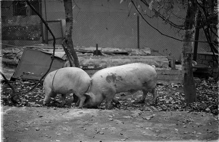 minerva_1988_industrie_c6r15_010