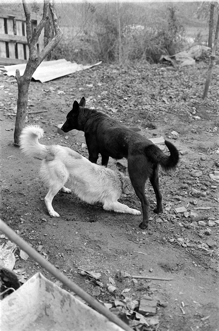 minerva_1988_industrie_c6r15_050