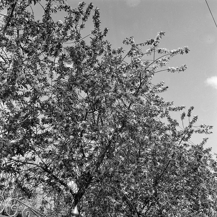 minerva_1988_invatamant_cultura_arta_diverse_c4r2_001