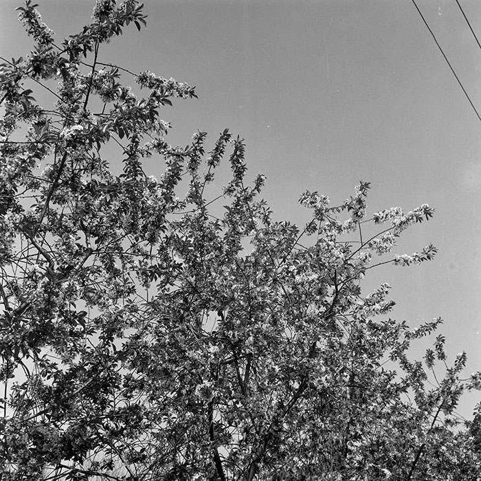 minerva_1988_invatamant_cultura_arta_diverse_c4r2_002