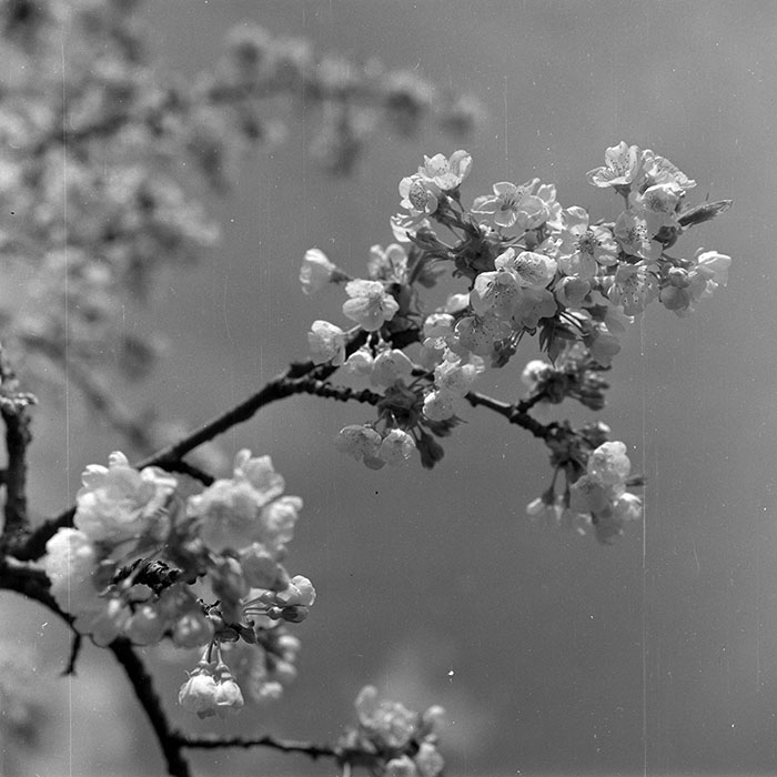 minerva_1988_invatamant_cultura_arta_diverse_c5r3_007