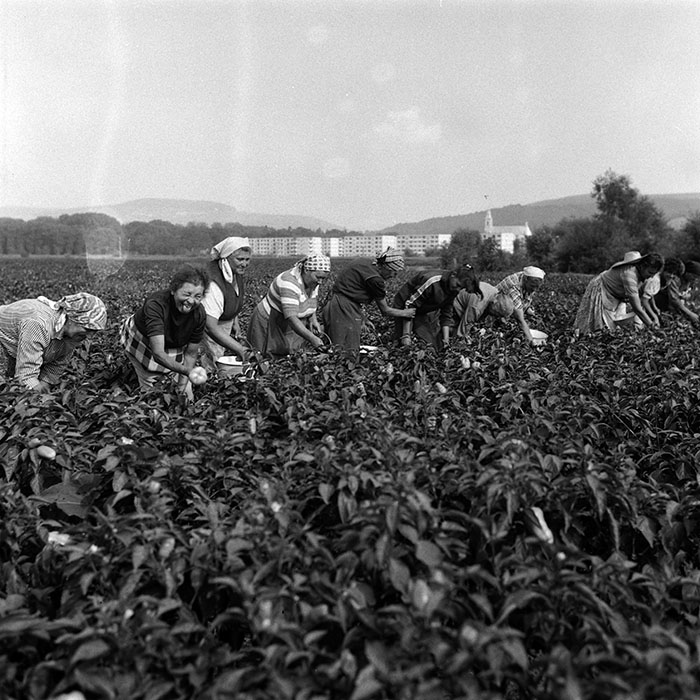 minerva_Agrar_c1_c1r3_011