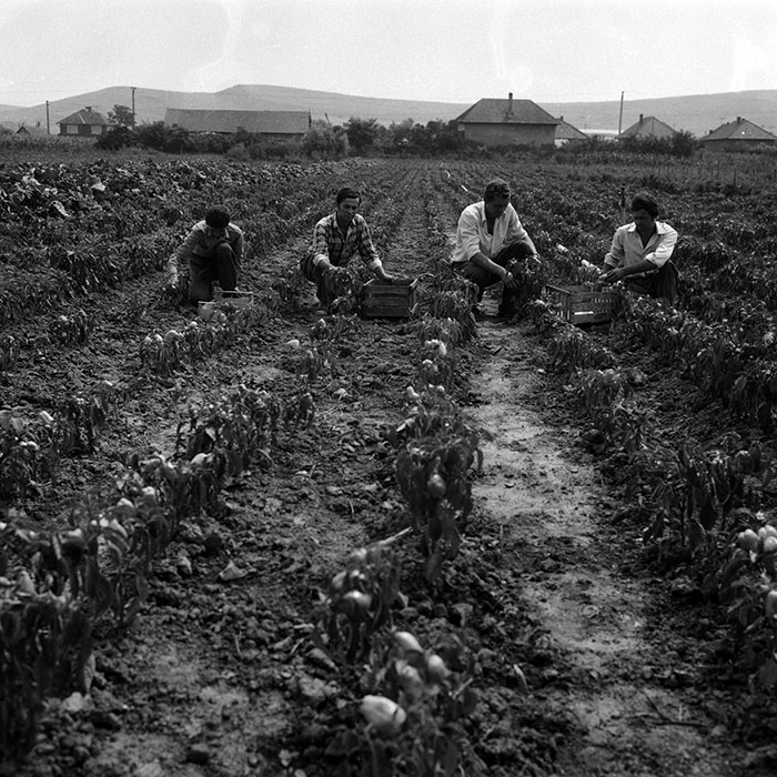 minerva_Agrar_c1_c1r3_024