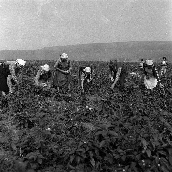 minerva_Agrar_c1_c1r3_029