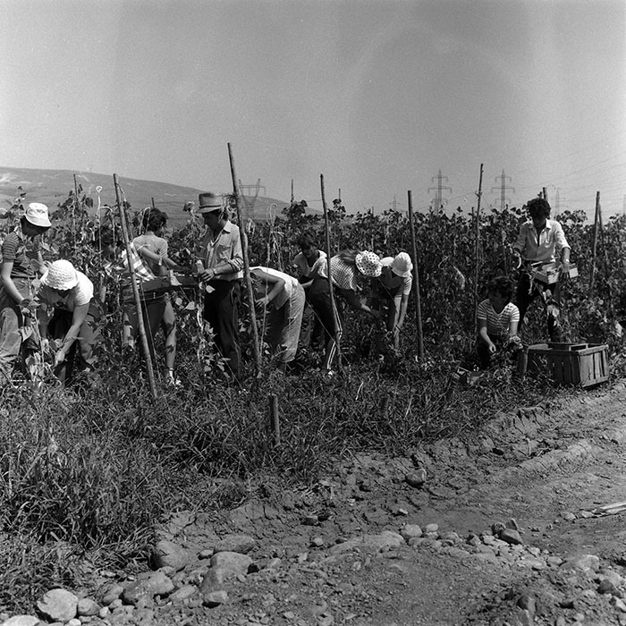 minerva_Agrar_c1_c2r2_006