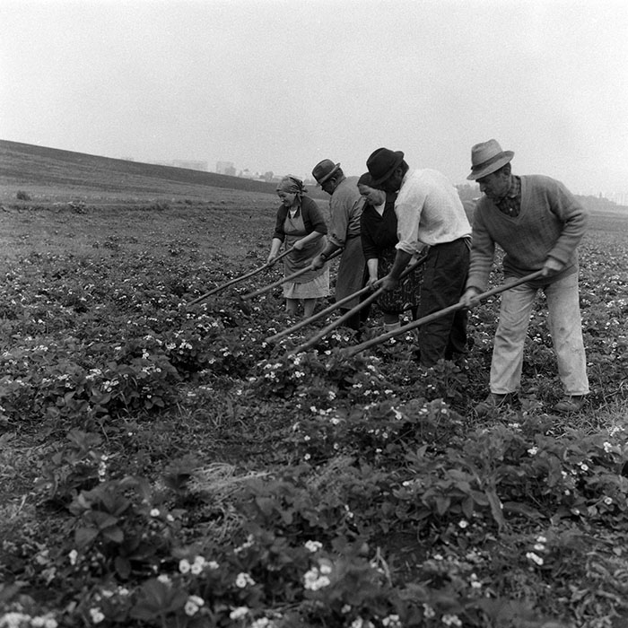 minerva_Agrar_c1_c2r5_002