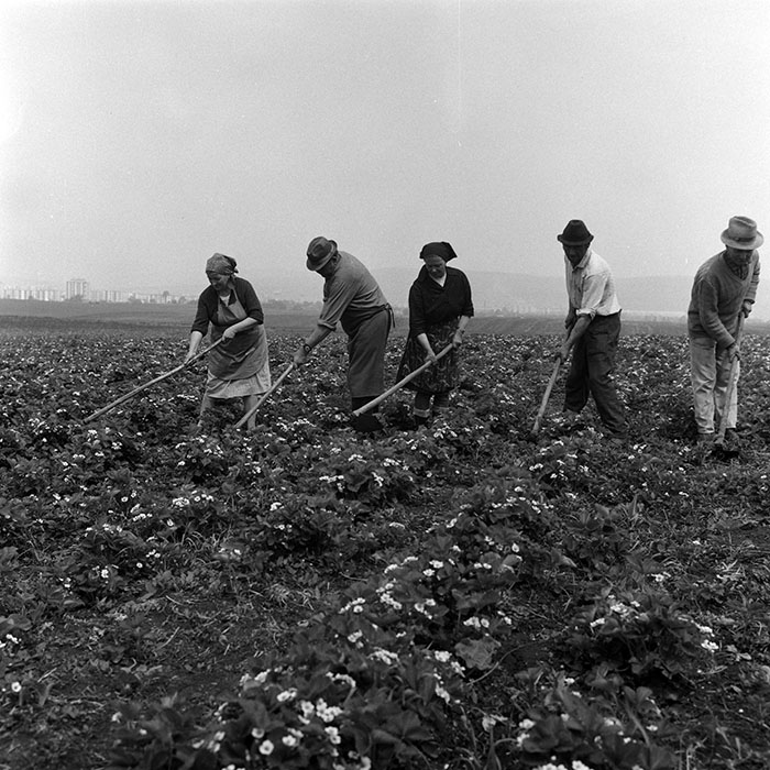 minerva_Agrar_c1_c2r5_004