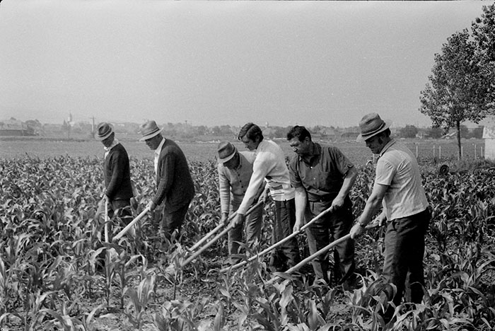 minerva_Agrar_c1_c2r5_052