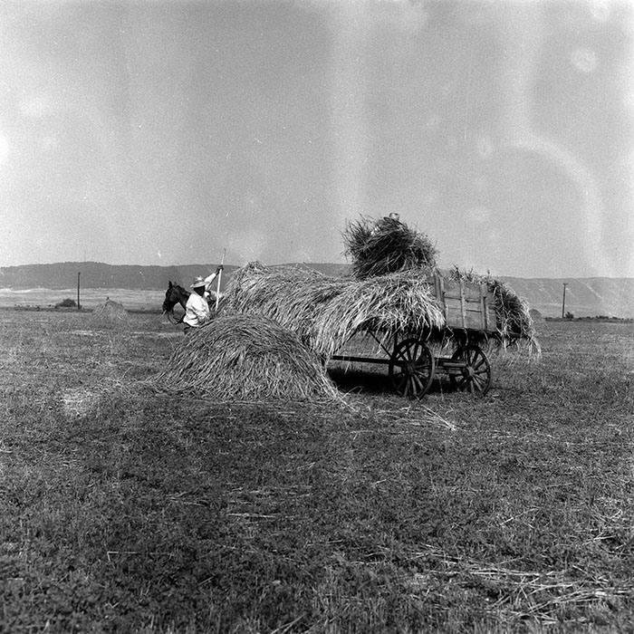 minerva_Agrar_c1_c3r1_037